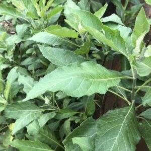 Fresh Bitter Leave/Box